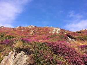 Heather-covered landscape 