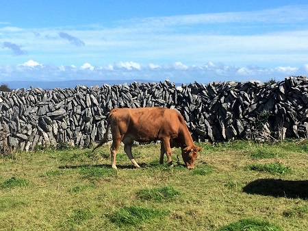 Cow in a typical Meáin dry-walled field.